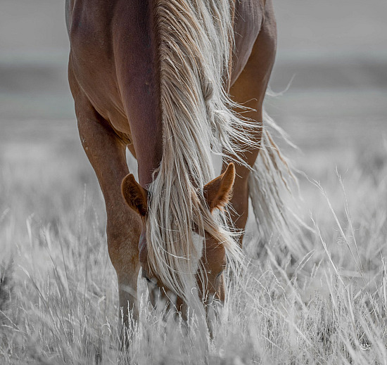 Wild Horses